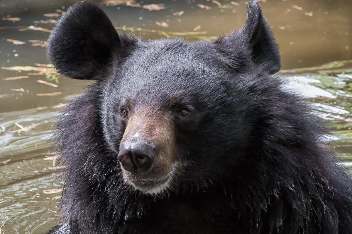 Новосибирский зоопарк Гималайский медведь