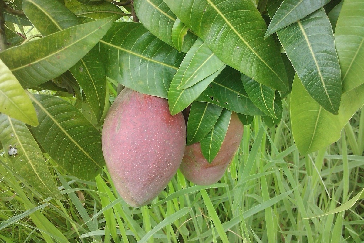 Тропическая болезнь манго