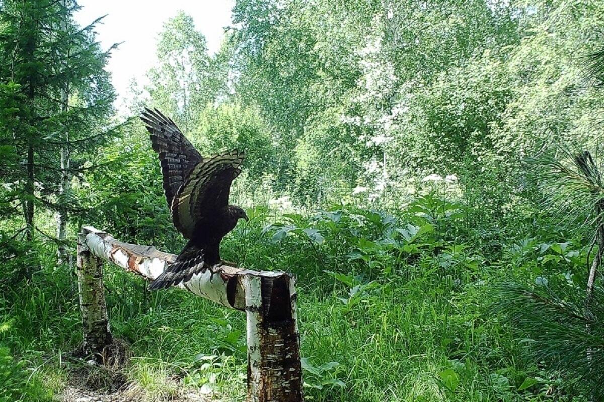 Птицы кемеровской области фото с названиями