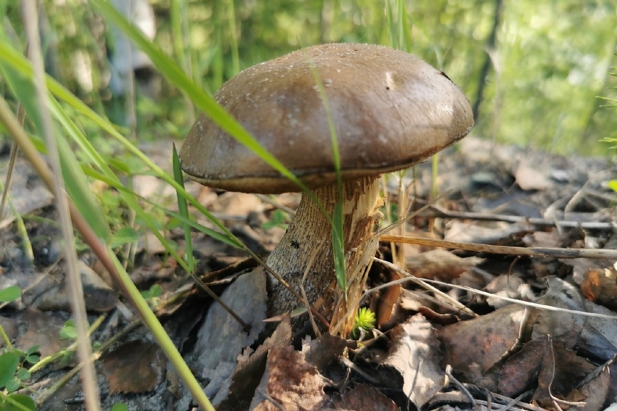Ранние съедобные грибы в Карелии