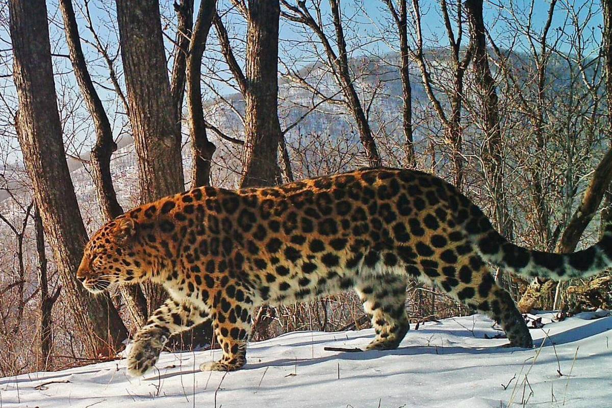 Дальневосточный леопард рост и вес