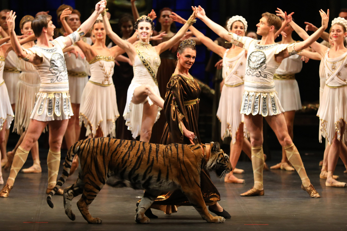 Партнершей Спартака в балете стала настоящая тигрица: головокружительная карьера хищника
