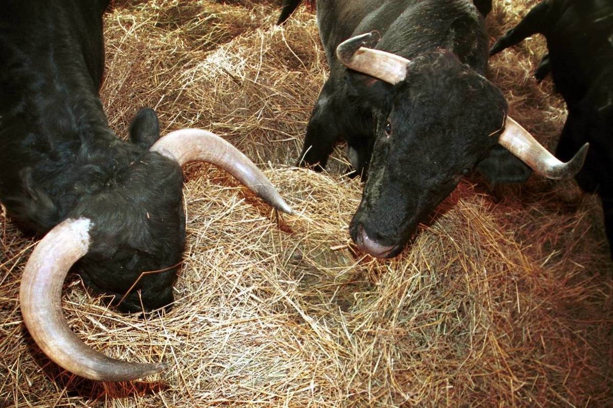  ������� ����� ������ ����� ���������� 