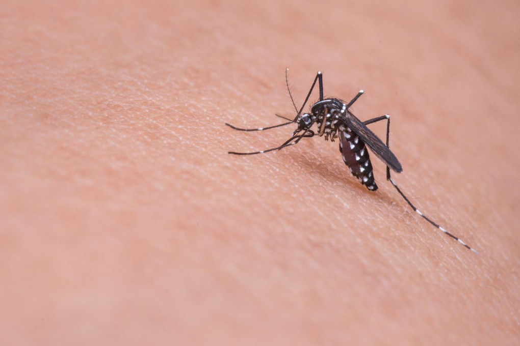 В России появились комары, переносящие лихорадку Западного Нила