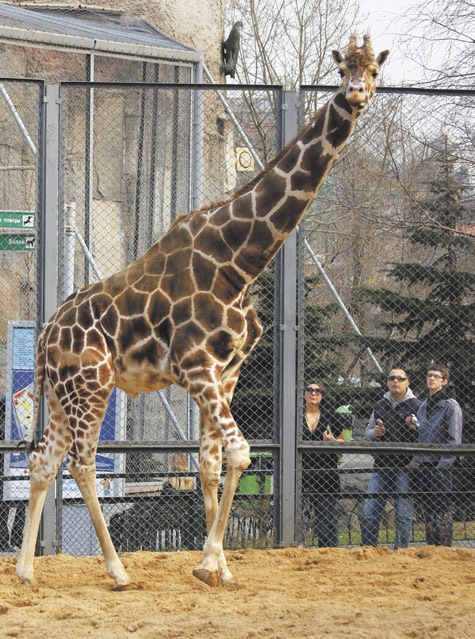 Жираф в зоопарке сколько лет. Жираф в Московском зоопарке. Моковский зоопарк Жираф.