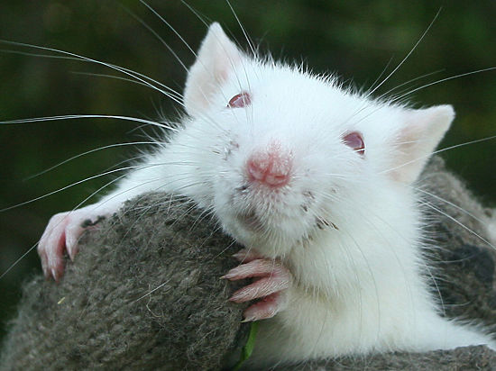 Ученые в США остановили деменцию у подопытных мышей
