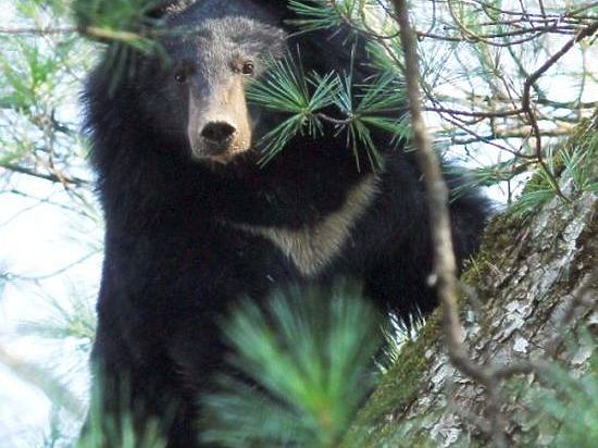 Ученые требуют для гималайского медведя охранный статус