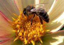 Депутаты разработали меры по спасению пчел от гибели