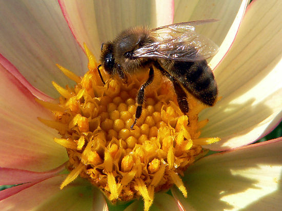 Парламентарии предлагают оповещать пчеловодов о готовящейся обработке полей химикатами