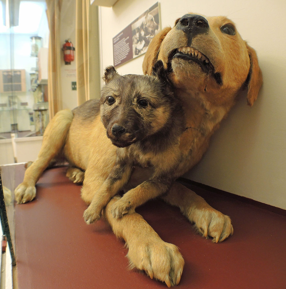 Фантастическая наука: двухголовая собака и чудеса советской хирургии