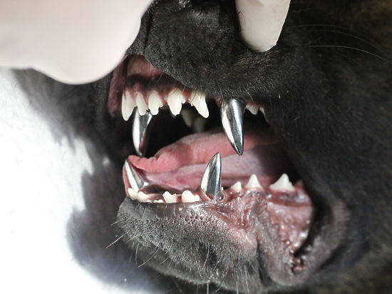 Зубной камень (Cremer dentalis) у кошек