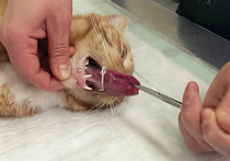 Ветеринарам пришлось спасать кота от канцелярской скрепки 