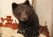 Медвежонка-«подкидыша» пытаются вернуть в дикую природу
