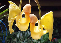 В Ботаническом саду зацвела алкогольная орхидея
