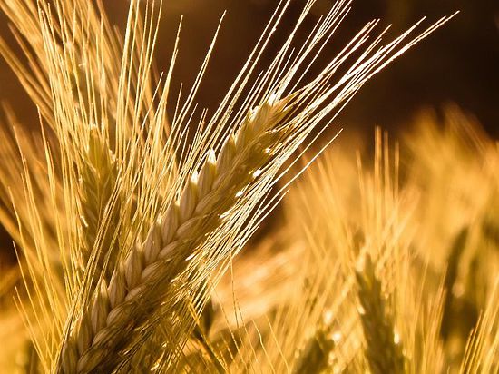 Отмена таможенной пошлины на зерно увеличит его продажи внутри страны 