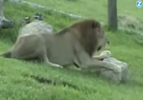 Защитники животных запечатлели льва, наслаждающегося свободой после 13 лет заточения