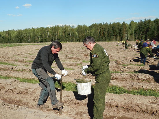 Более двухсот тысяч деревьев будет высажено в Новосибирской области этой весной