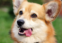Ветеринарам пришлось купировать хвост собаке из-за застрявшего в нем гвоздя