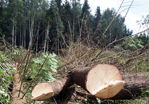 В Краскове «приватизировали» 100 гектаров леса