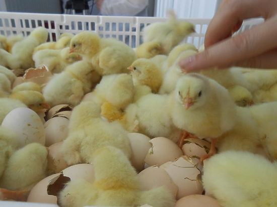 Цыплята собственного производства выведены в Сургутском районе - МК Югра