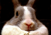 Датский радиоведущий убил крольчонка в прямом эфире и съел его на ужин