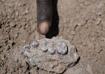 В Эфиопии ученые открыли новых предков людей