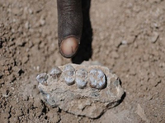 В Африке найдены останки ранее неизвестного вида протолюдей