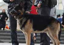 Полицейский-кинолог вымогал взятку за работу собаки