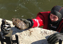Сотрудники МЧС в Москве спасли красноухую черепаху