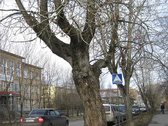Аварийные деревья в Петрозаводске не дают рубить сами горожане