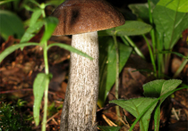 В Подмосковье из-за погодных аномалий появились грибы