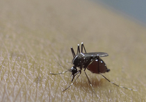 Комары-переносчики малярии обнаружены в московских лесах