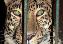 Дрессировщику циркового леопарда, напавшему на ребенка, дали два года условно 