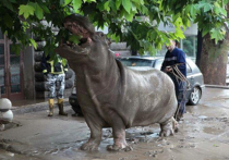 Наводнение в Тбилиси: стоило ли убивать животных