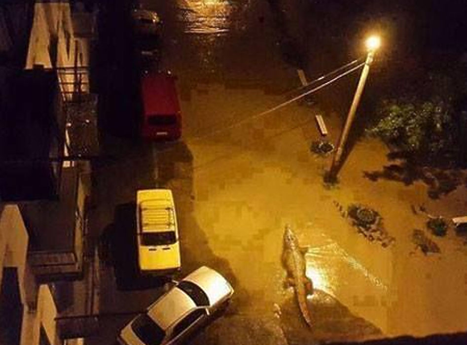 Фоторепортаж из соцсетей: дикие животные на улицах затопленного Тбилиси