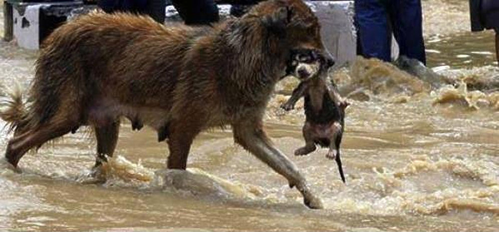 Фоторепортаж из соцсетей: дикие животные на улицах затопленного Тбилиси