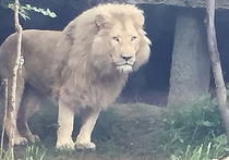 Запашный готов подарить зоопарку Тбилиси льва за 50 тысяч евро