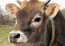 Всплекс бешенства в Подмосковье: кусаются даже коровы
