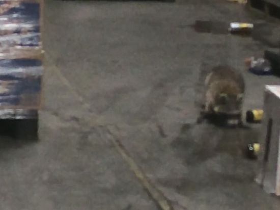 Животное пробралось на склад алкогольных напитков в Бруклине
