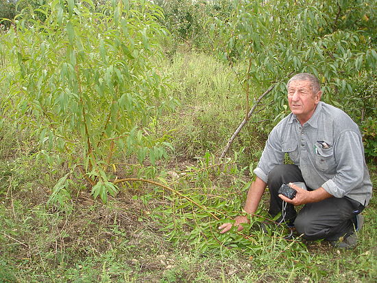 Ставропольские садоводы пытаются уйти от применения химикатов

