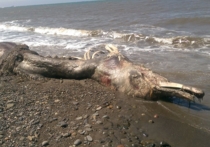 Море выбросило на Сахалине чудище с птичьим клювом и шерстяным хвостом