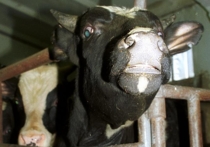 В Подмосковье автовладелица судится с хозяйкой коровы из-за ДТП