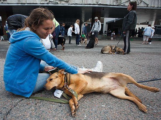 Зоозащитники провели в Москве акцию по поиску хозяев для собак и кошек