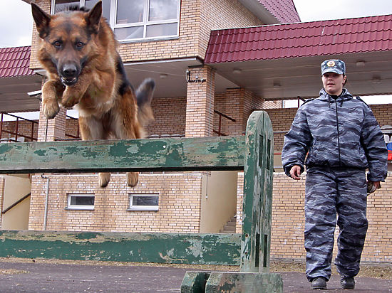 В России разработан ГОСТ на дрессировку собак 