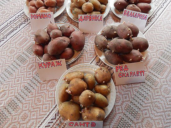 24 июля Тюменская область отпразднует День картофельного поля
