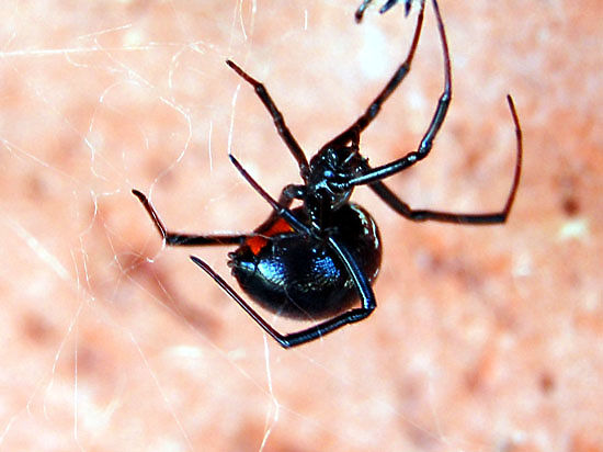 Ранее от нашествия ядовитых пауков-каракуртов уже пострадали Волгоградская область и Крым 