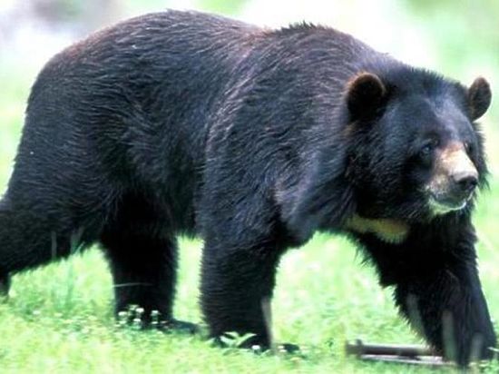 Виновных в убийстве гималайских медведей не нашли. Или не хотели искать?