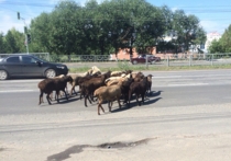 Очередное ЧП с животными в Томске: стадо баранов парализовало улицы