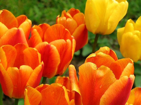 Исследование «МК»: дамы согласны променять букеты только на драгоценности