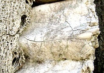 Во Франции археологи обнаружили древние фрагменты останков человека